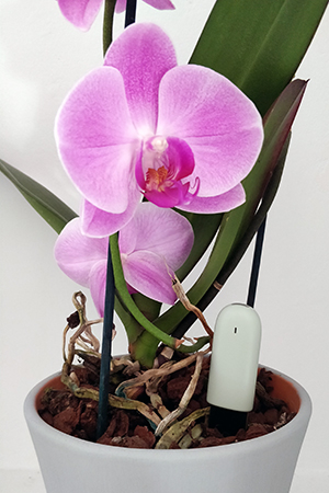 Orchid with Mi Flora